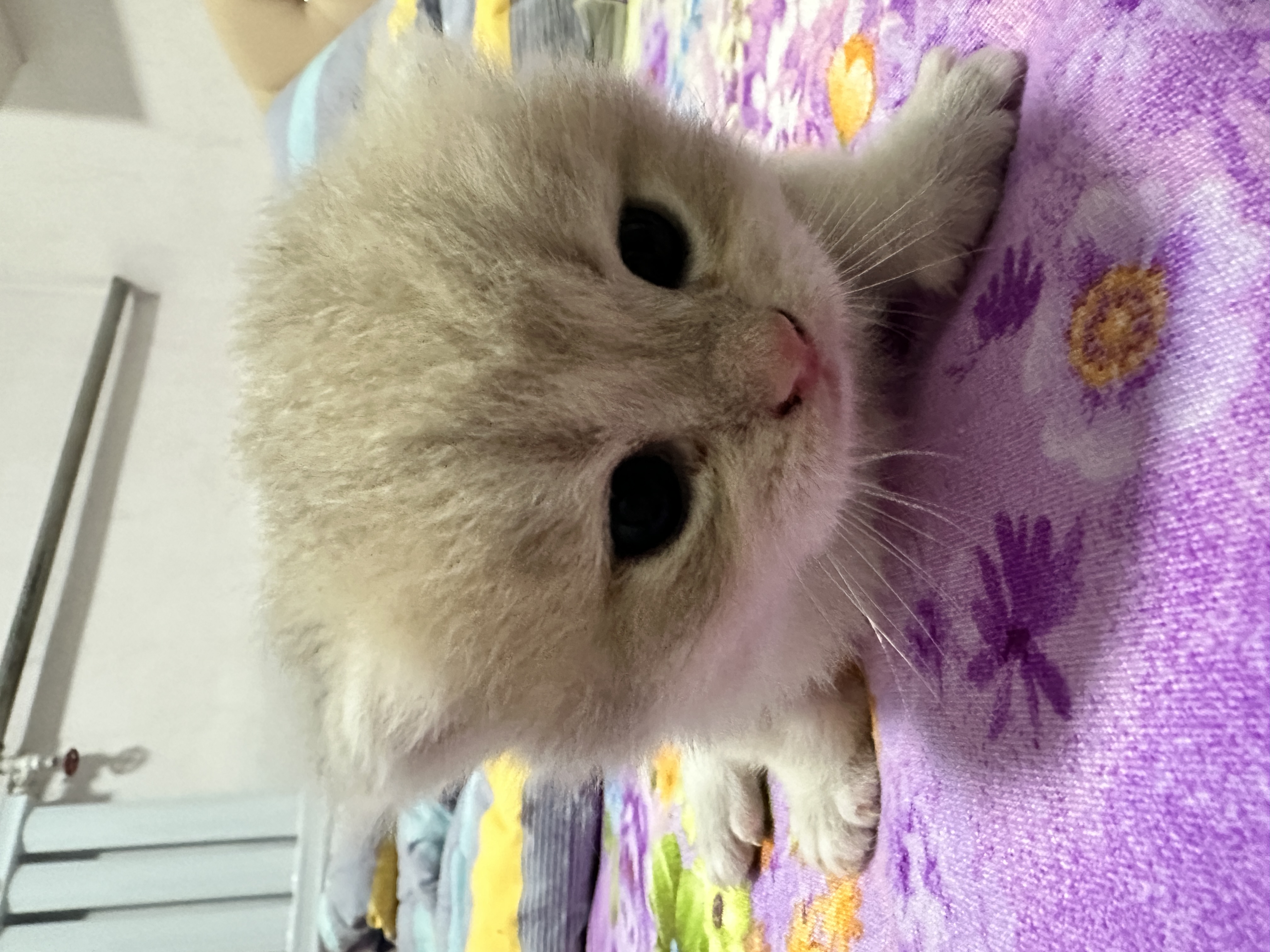 小偿出售自家养的蓝金渐层，金渐层